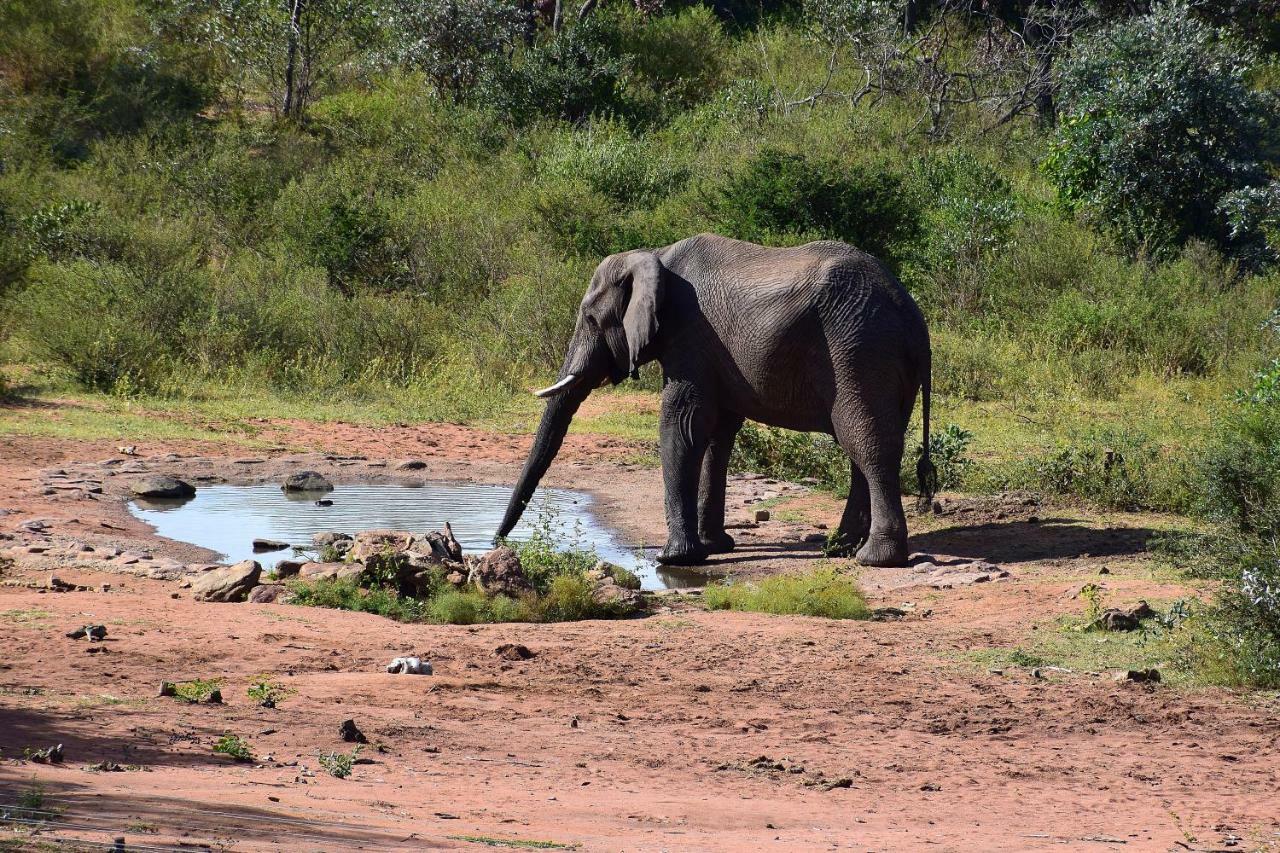 Sekala Private Game Lodge Welgevonden Game Reserve Eksteriør billede